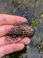 Lithobates sphenocephalus