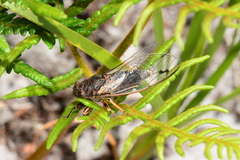 Gelidea torrida