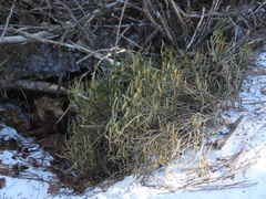 Selaginella arenicola