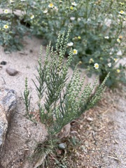 Oligomeris linifolia