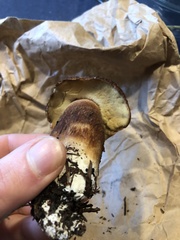 Aureoboletus mirabilis