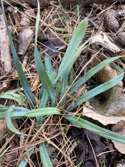 Carex flaccosperma