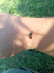Pterotaenia fasciata