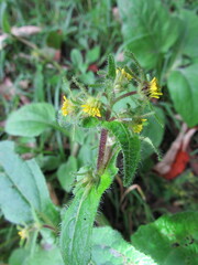 Sigesbeckia jorullensis