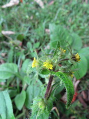 Sigesbeckia jorullensis