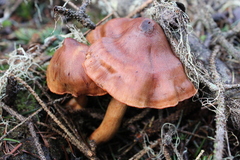 Cortinarius cinnamomeus