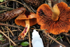 Cortinarius cinnamomeus