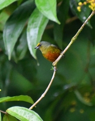 Euphonia gouldi