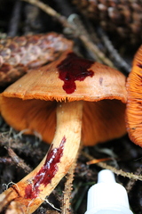 Cortinarius cinnamomeus