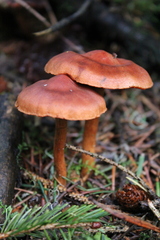 Cortinarius cinnamomeus