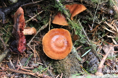 Cortinarius cinnamomeus