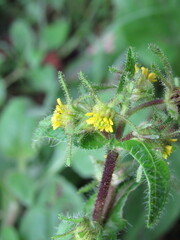 Sigesbeckia jorullensis