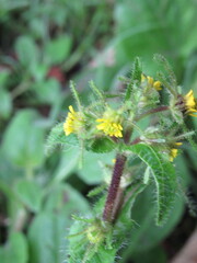 Sigesbeckia jorullensis