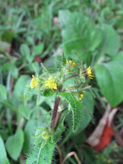 Sigesbeckia jorullensis