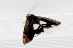 Catephia linteola