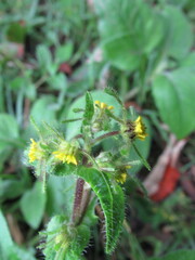 Sigesbeckia jorullensis