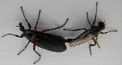 Bibio femoratus