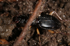 Patrobus longicornis