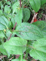 Sigesbeckia jorullensis