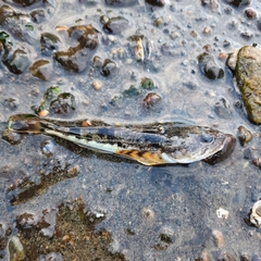 Leptocottus armatus