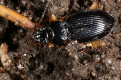 Patrobus longicornis