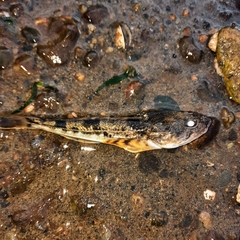 Leptocottus armatus