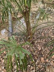 Trachycarpus fortunei