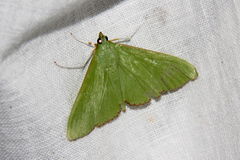 Parotis marginata