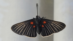 Melanis cephise