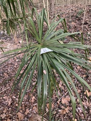Trachycarpus fortunei