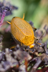 Ellipsidion humerale