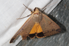 Ophiusa disjungens
