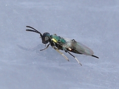 Cerchysius