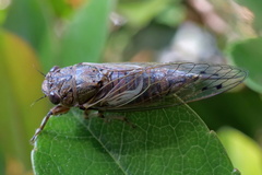Gelidea torrida