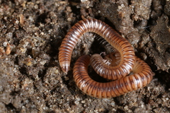 Cylindroiulus punctatus