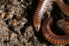 Cylindroiulus punctatus