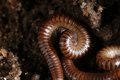 Cylindroiulus punctatus