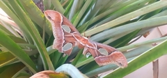 Rothschildia arethusa