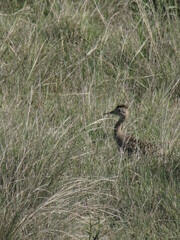 Rhynchotus rufescens