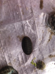 Ischnochiton australis