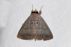 Pantydia capistrata