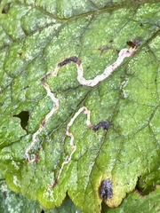 Phytomyza tiarellae