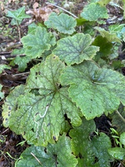 Phytomyza tiarellae