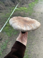 Agaricus bisporus