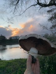 Agaricus bisporus