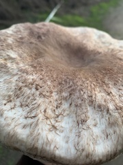 Agaricus bisporus
