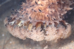 Apostichopus parvimensis