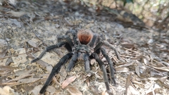 Dugesiella anitahoffmannae