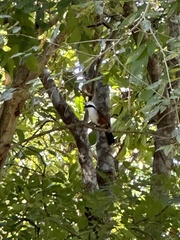 Garrulax leucolophus