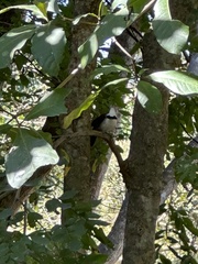 Garrulax leucolophus